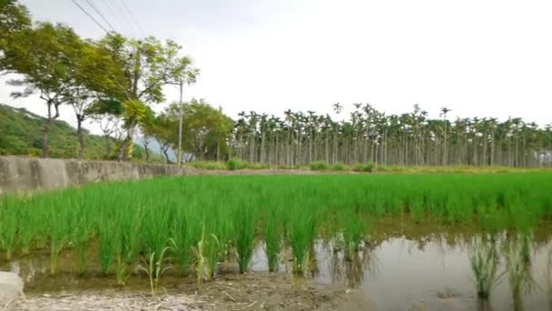Feld Mit Frisch Gepflanztem Reis Asien Gefilmt Mit Schwenkbewegung Von — Stockvideo