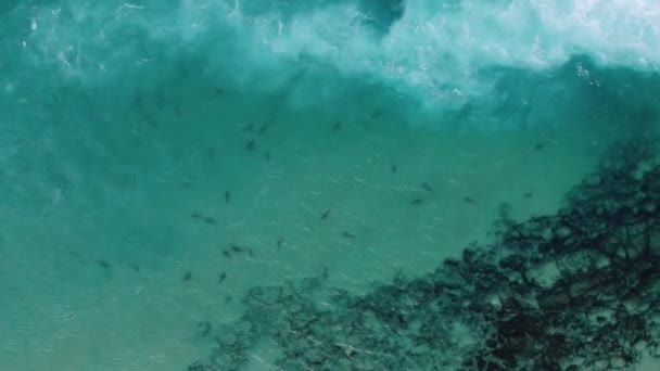 이스라엘 하데라에 공장에서 바다로 에이끌려 상어들 — 비디오