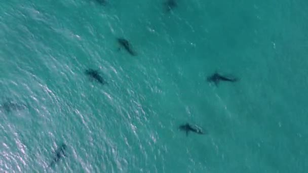 Человек Плавающий Рядом Опасными Акулами Тропической Морской Воде Вид Воздуха — стоковое видео