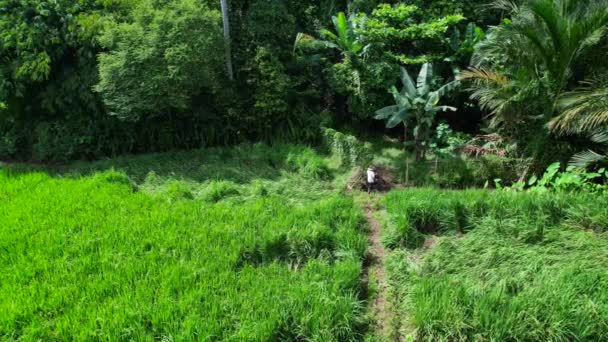 インドネシアの晴れた夏の日に緑豊かな田んぼで働く地元の農家 — ストック動画