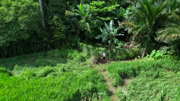 Helyi Mezőgazdasági Termelő Dolgozik Egy Rizs Ültetvény Körül Trópusi Mezők — Stock videók