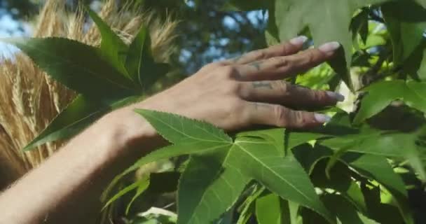 Piękne Ujęcie Dłoni Kobiety Długimi Paznokciami Dotykającej Pieszczącej Roślinność Lesie — Wideo stockowe
