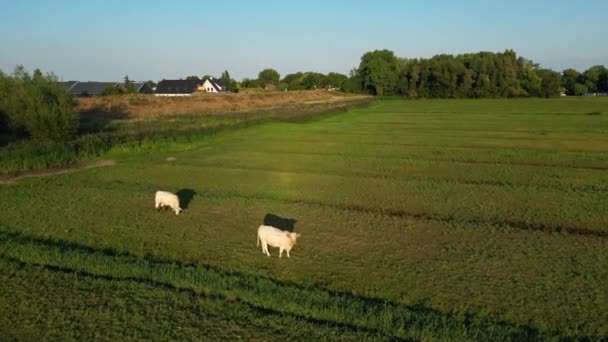 Cows Grazing Standing Dutch Farm Arkel Holanda Sul Holanda Recuo — Vídeo de Stock