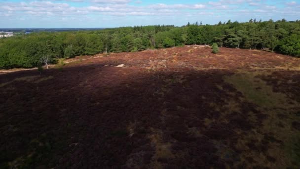 Cinematic Drone Shot Revealing Beautiful Flowering Landscape Heather Nature Reserve — Stock Video