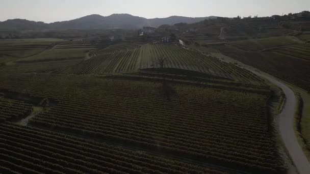 Une Belle Vue Sur Les Vignobles Slovénie Avec Fait — Video
