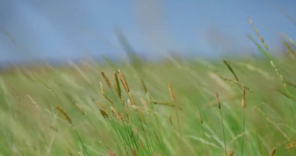 随着风向在田边摇曳的谷类作物的特写 选择性重点 — 图库视频影像