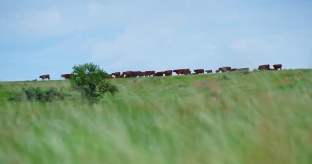 Krowy Farmie Pobliżu Trawiastego Tyłka Północnej Dakocie Szeroki Strzał — Wideo stockowe