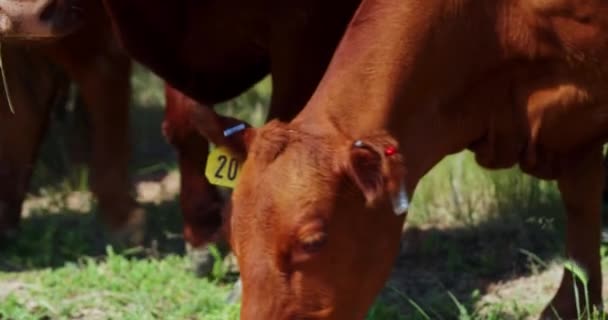 Bruine Koeien Runderen Herd Livestock Met Oor Tags Grazen Akkerland — Stockvideo