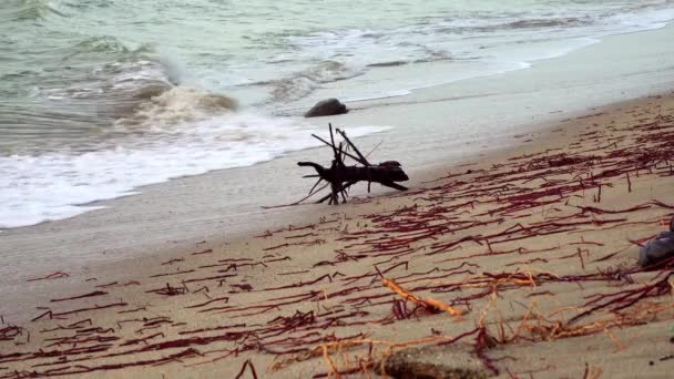 Пляжі Зоррітос Тумбесі Перу Можна Побачити Маленький Сухий Кусок Дерева — стокове відео