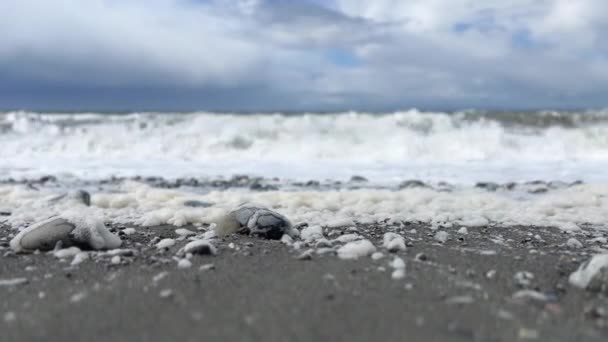 美国华盛顿奥林匹克国家公园海滩上的泡沫波浪冲刷着海滩 选择性焦点 — 图库视频影像
