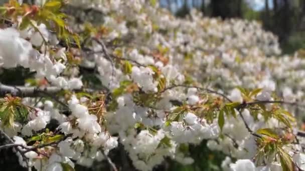 Close White Chinese Bush Cherry Blossom Windy Day — Stock Video
