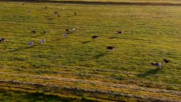 Rebanho Vacas Leiteiras Domésticas Alimentando Campo Rural Antena — Vídeo de Stock