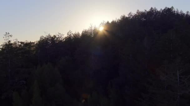 Siluetas Árboles Forestales Contraluz Sunset Sunlight Durante Verano California Estados — Vídeo de stock