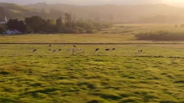 在美国加利福尼亚州的一个雾蒙蒙的日出上 奶牛在开阔的草地上吃草 航空轨道 — 图库视频影像