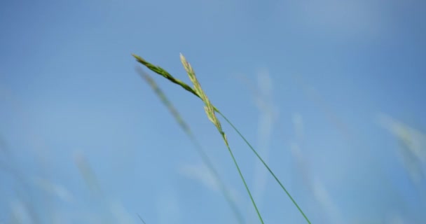 Пшеничные Стебли Дующие Ветру Поле Рядом Травянистым Бьюттом Северная Дакота — стоковое видео