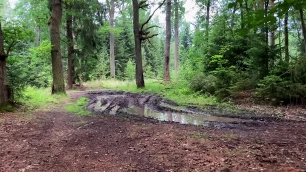 Ślady Ciężarówki Błocie Lesie Kałuże Brudu — Wideo stockowe