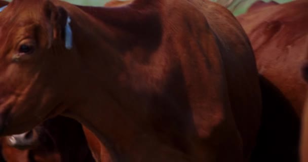 Extreme Close Beefmaster Cow Muzzle Granja Ganadera Cerca Grassy Butte — Vídeos de Stock