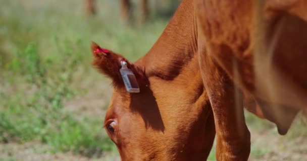 Close Van Een Rund Een Herd Van Bruine Koeien Landbouw — Stockvideo