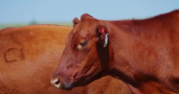Großaufnahme Eines Einzelnen Rindes Das Einer Herde Brauner Kühe Auf — Stockvideo