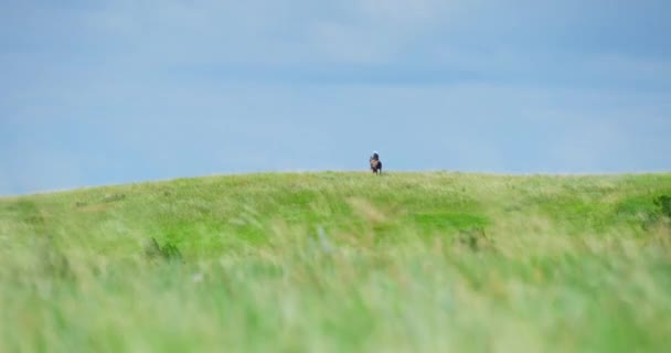 Vista Lejana Del Hombre Montando Caballo Campo Escénico Grassy Butte — Vídeos de Stock