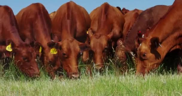 Herd Hungry Beef Cattle Ear Tags Grazing Field Inglês Perto — Vídeo de Stock