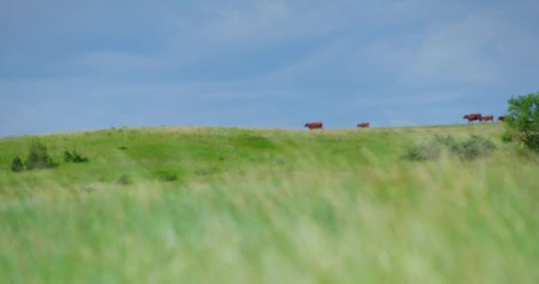 Kahverengi Neklerin Sığır Sürüsü Uzakta Yürüyen Nekler Yeşil Çayırda Otlanıyor — Stok video