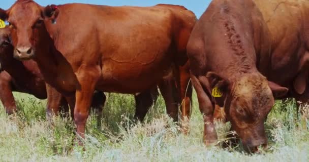 Herd Van Beefmaster Rundvee Grazen Staan Het Gras Buurt Van — Stockvideo