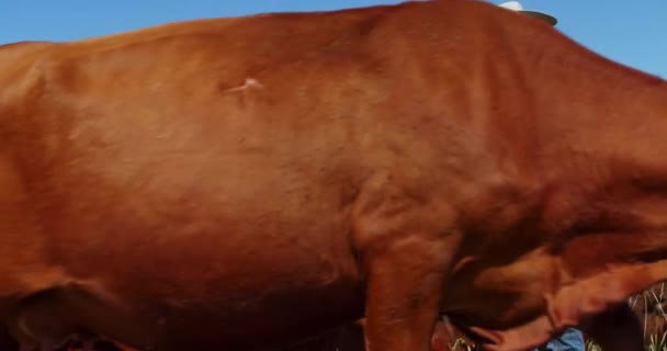 牛郎牛仔农场被布朗奶牛包围 守卫着 看了看他的手机 在绿地牧场放牧的牲畜群 北达科他州的草甸 — 图库视频影像