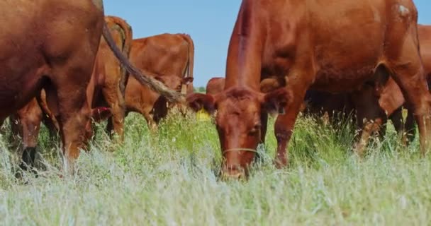 Ganado Ganado Ganado Vacas Marrones Campo Pastoreo Verde — Vídeo de stock