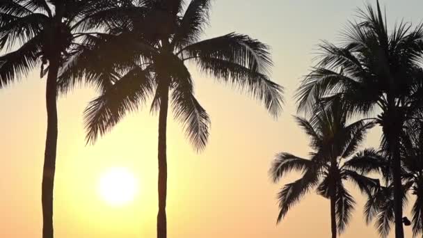 Siluetli Palmiye Ağaçlarının Arasından Parlak Sarı Bir Güneş Yükselir — Stok video