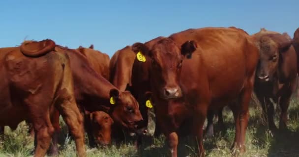 Herd Beef Rundvee Met Oor Tags Grazen Een Gigantisch Grasveld — Stockvideo
