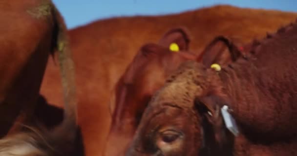 Close View Brown Cows Herd Farmland Oznaczone Tagiem Krowy Żywe — Wideo stockowe