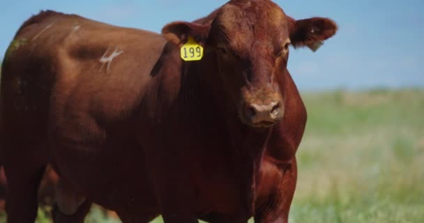 Πορτρέτο Μιας Αγελάδας Beefmaster Κίτρινη Ετικέτα Στο Αγρόκτημα Μια Ηλιόλουστη — Αρχείο Βίντεο