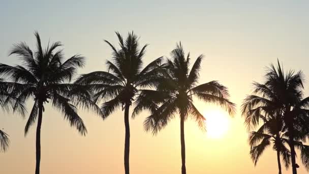 Een Felgele Zon Piekt Door Bladeren Van Een Lijn Palmbomen — Stockvideo