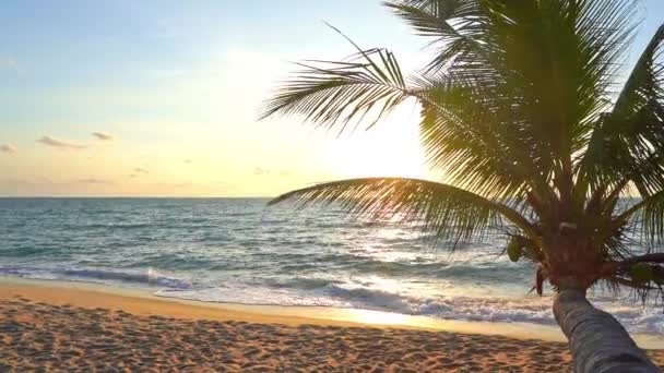 Яркое Тропическое Солнце Заглядывает Сквозь Горизонтальную Пальму Выпирающую Над Песчаным — стоковое видео