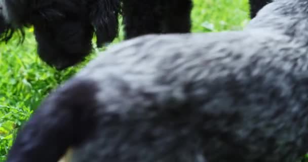 Dois Cães Raça Pura Cabelo Cinza Escuro Brincando Girando Andando — Vídeo de Stock