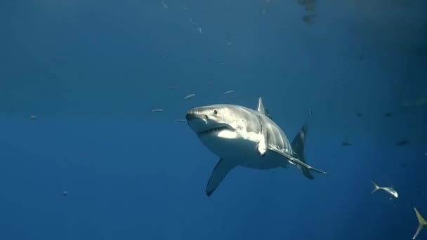 Assustador Ferido Grande Abordagem Tubarão Branco Oceano Ponto Vista Mergulhador — Vídeo de Stock