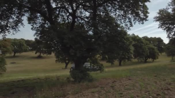 Trojnožka Pořízená 4Wd Vozidle Šplhajícím Lehkém Svahu Mezi Stromy — Stock video
