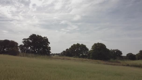 Tiro Uma Inclinação Leve Com Algumas Árvores Sob Céu Nublado — Vídeo de Stock