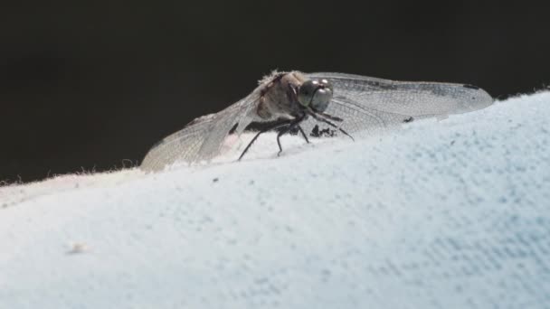 一只蜻蜓静静地站在那里 然后飞走了的特写镜头 — 图库视频影像