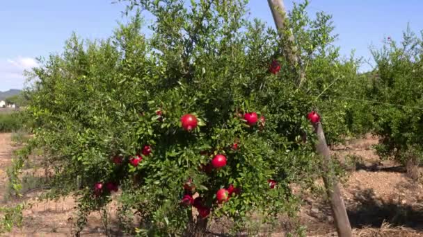 Beautiful Green Bush Several Ripe Red Pomegranate Fruits Wide Shot — Stock Video