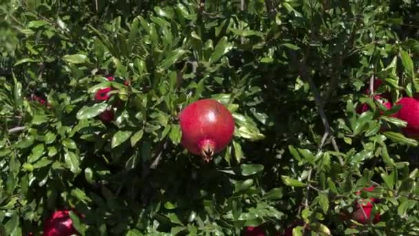 Zooming Out Ripe Pomegranate Wide Shot One Green Bushes Which — Stock Video