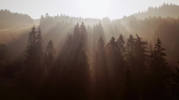 山の森の木々に輝く魔法の朝の太陽の光 木の天蓋の上の映画の空の飛行は エーテル感を与える — ストック動画