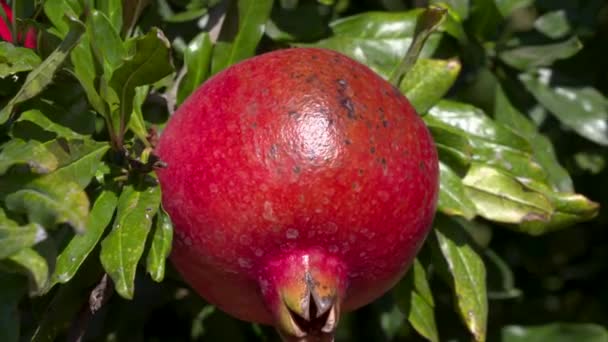 Beautiful Shiny Red Pomegranate Hanging Bush Sun Close — Stock Video