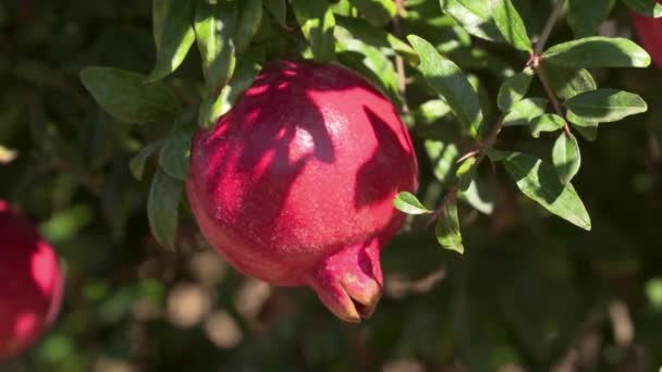 Beautiful Ripe Red Pomegranate Hanging Sun Bush Plantation Close — Stock Video