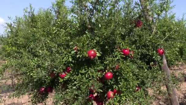 Ampliando Arbusto Romã Para Close Uma Das Frutas Vermelhas Maduras — Vídeo de Stock