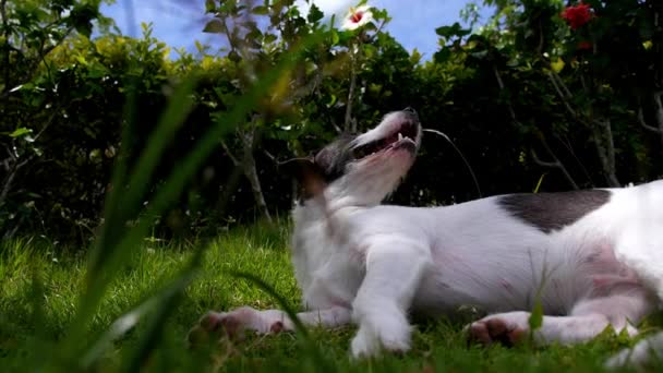 Низкий Угол Обзора Вымотанной Собаки Задыхающейся Лежа Траве Солнечный День — стоковое видео