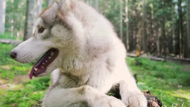 哈士奇狗舔爪子 在树林里咬哈士奇狗 美丽的家养宠物的肖像 — 图库视频影像