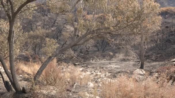 Zavřít Statický Pohled Následky Lesního Požáru Fairview Kalifornii — Stock video