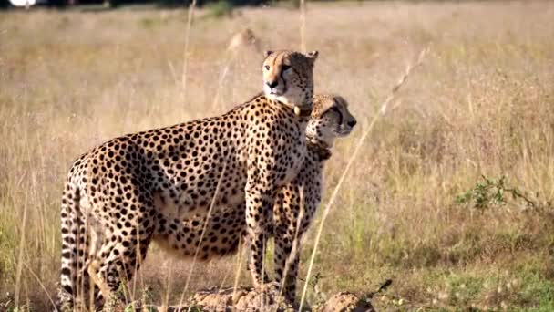 Uma Mãe Chita Com Seu Filho Adolescente Savana Africana Serengeti — Vídeo de Stock